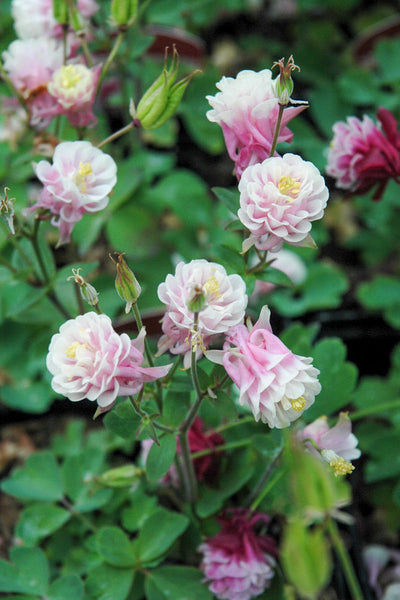 Columbine, Winky Rose