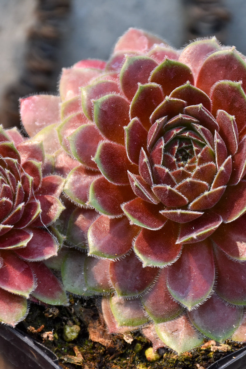 Hen & Chicks, Berry Bomb