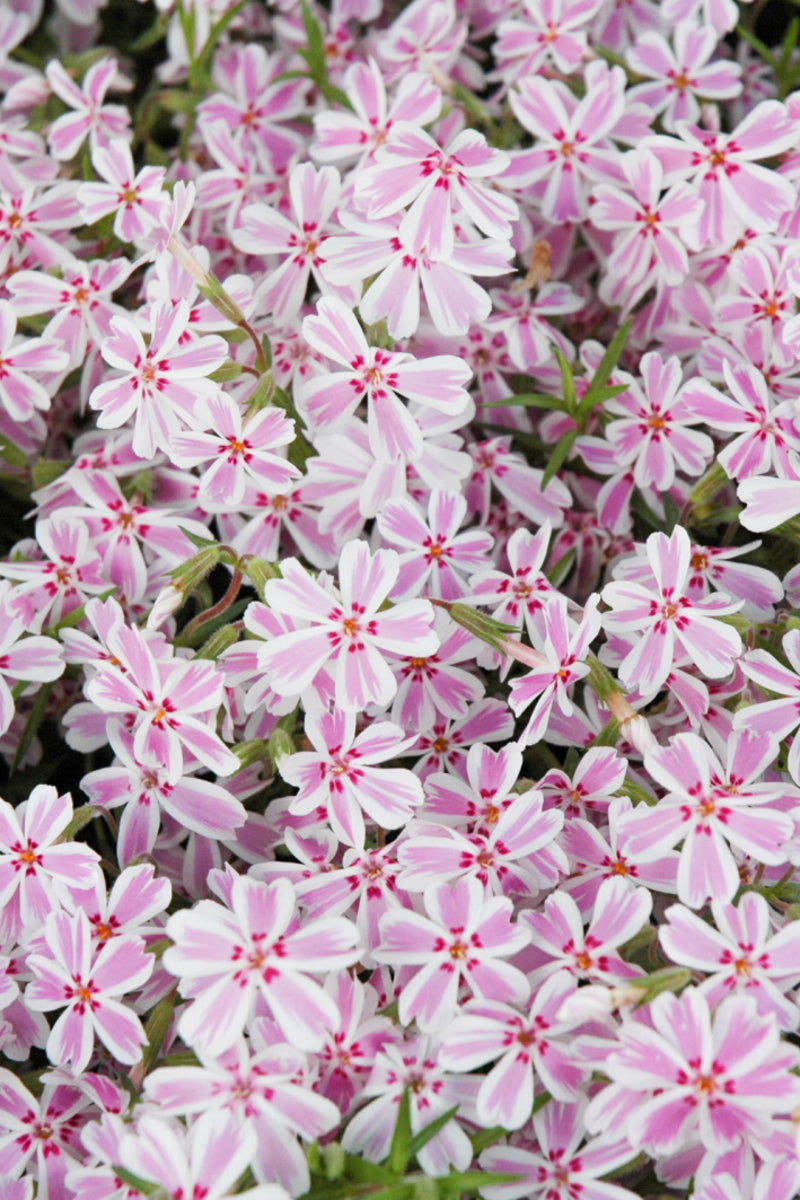 Phlox, Moss- Candy Stripe