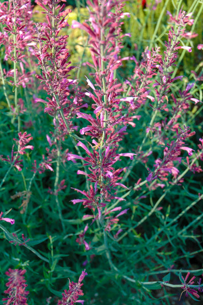 Agastache, Pink