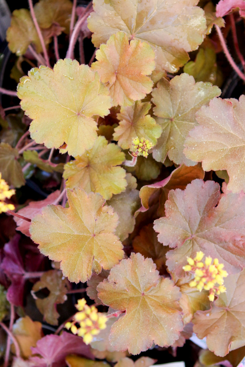 Coral Bells, Orange Delight