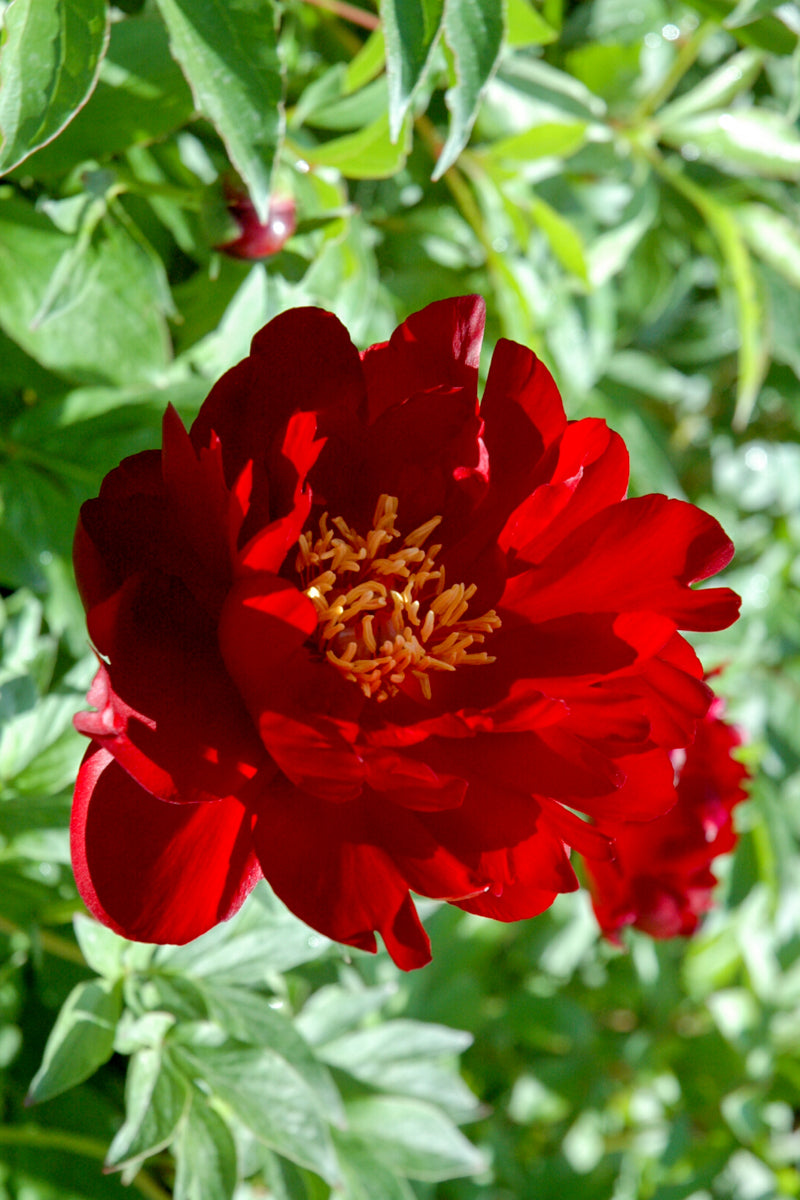 Peony, Buckeye Belle