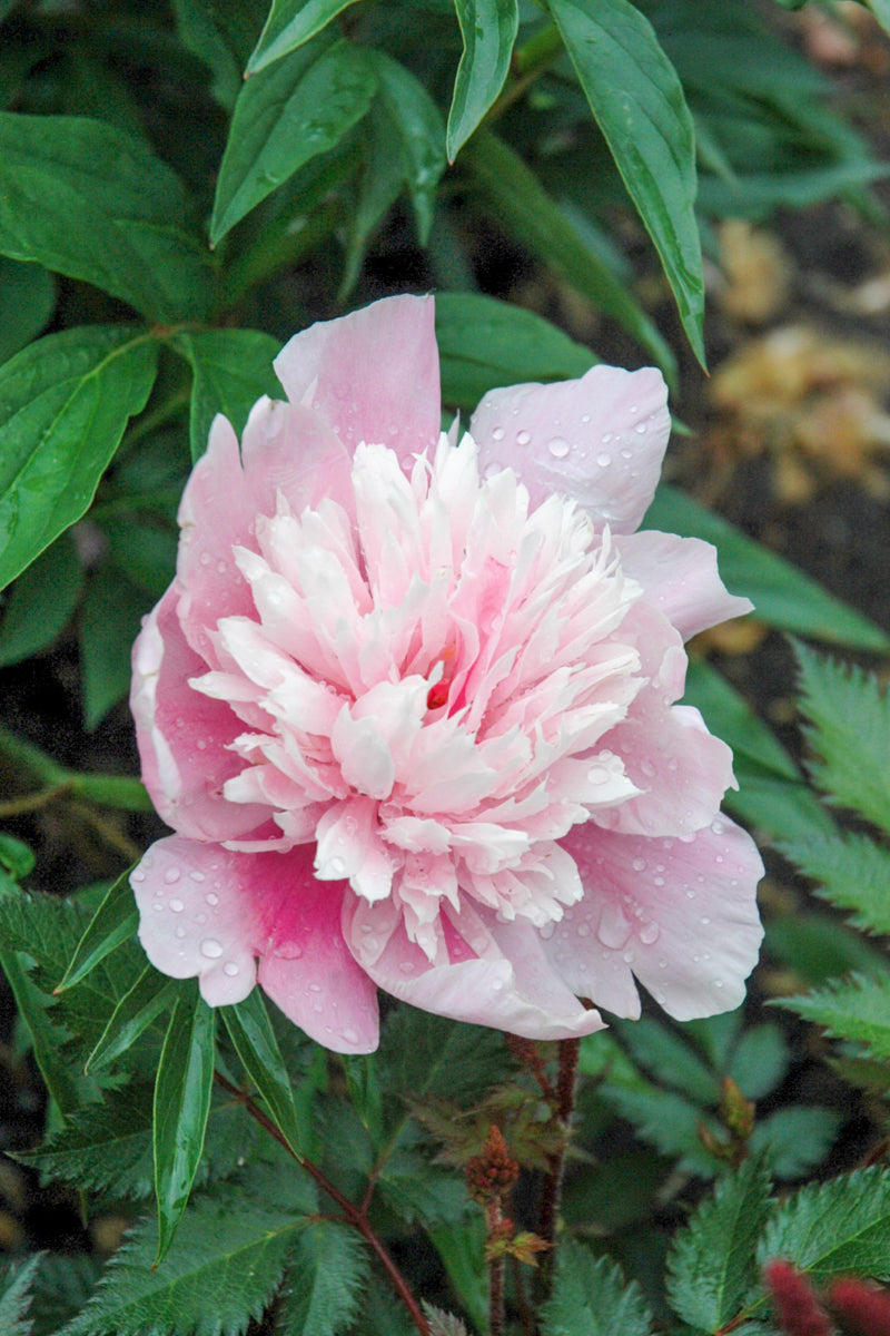 Peony, Raspberry Sundae