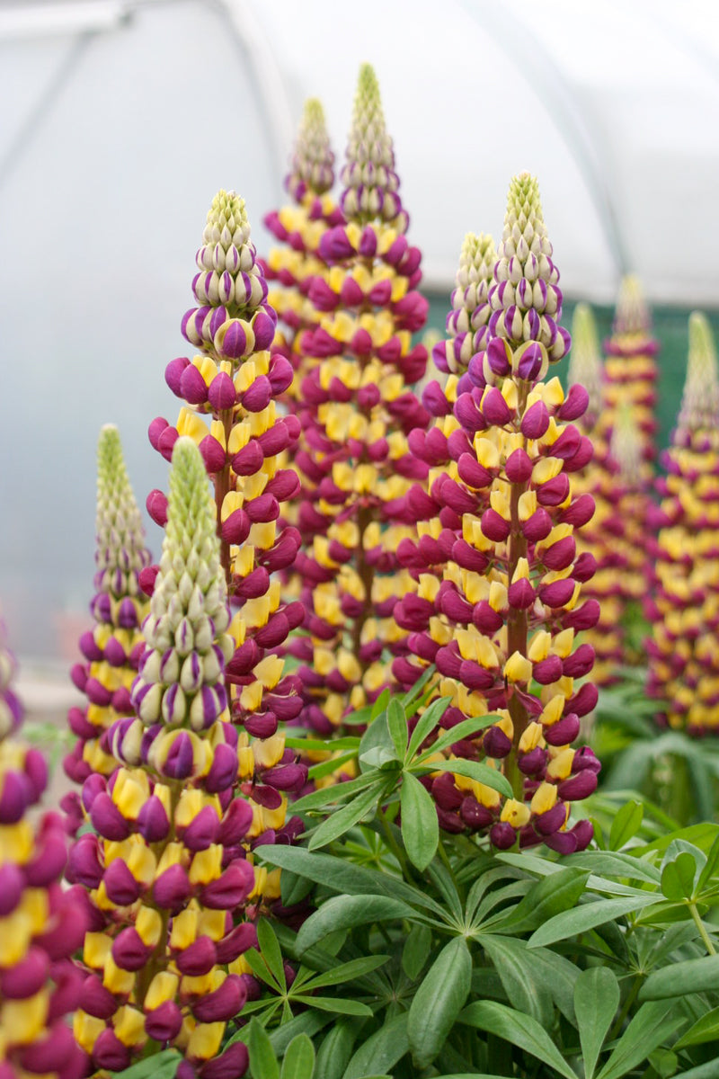 Lupine, W Manhattan Lights