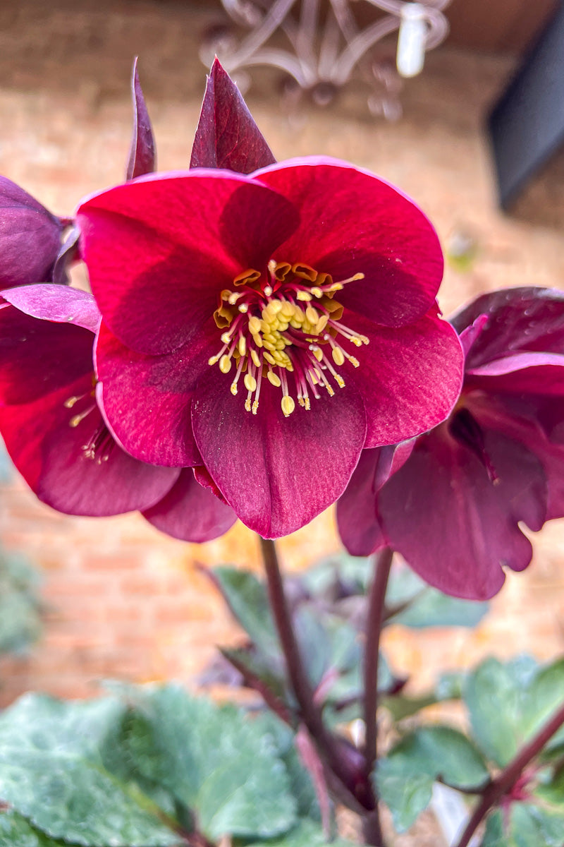 Lenten Rose, Brunello
