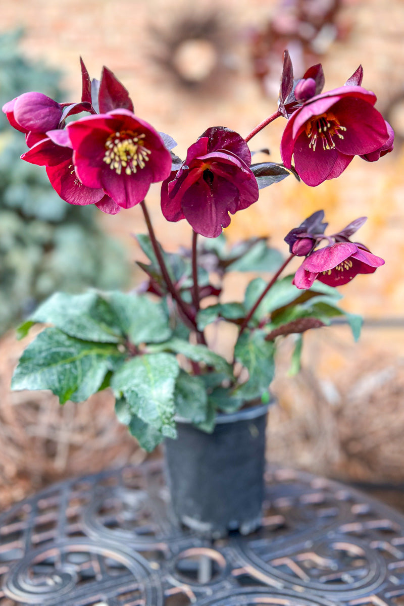 Lenten Rose, Brunello