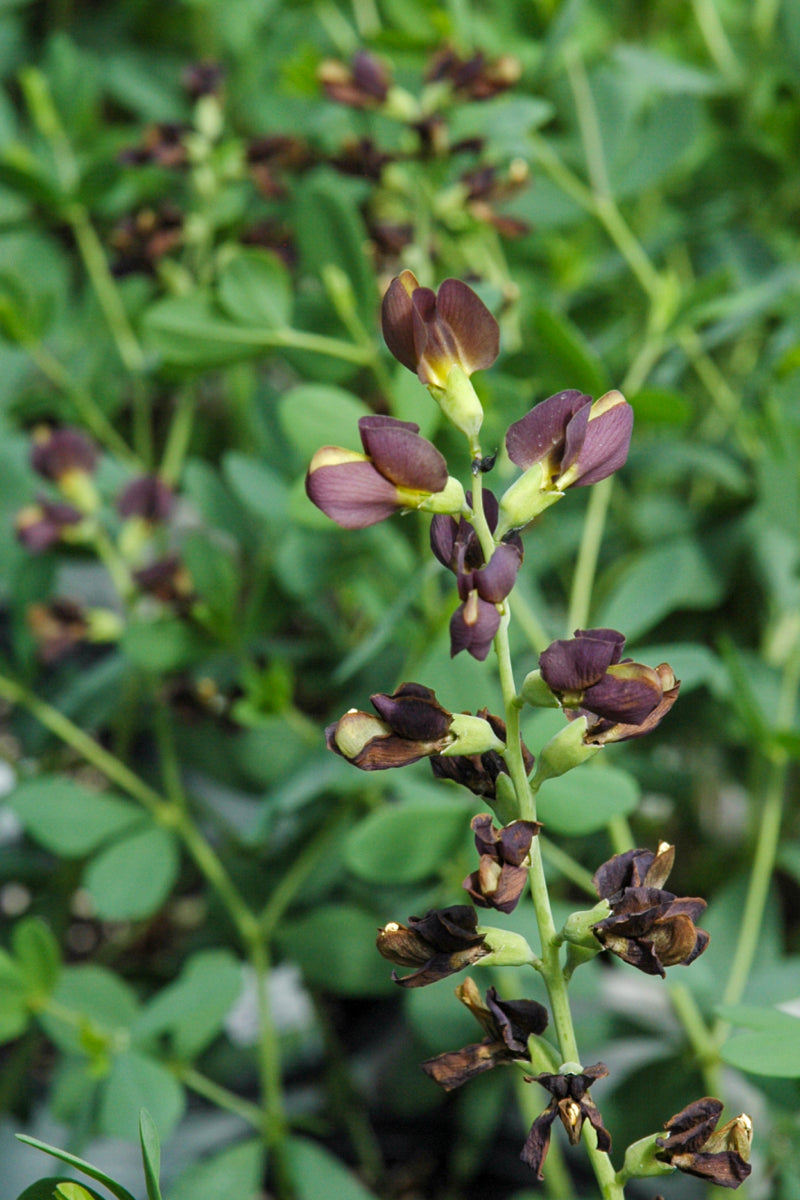 False Indigo, Dutch Chocolate