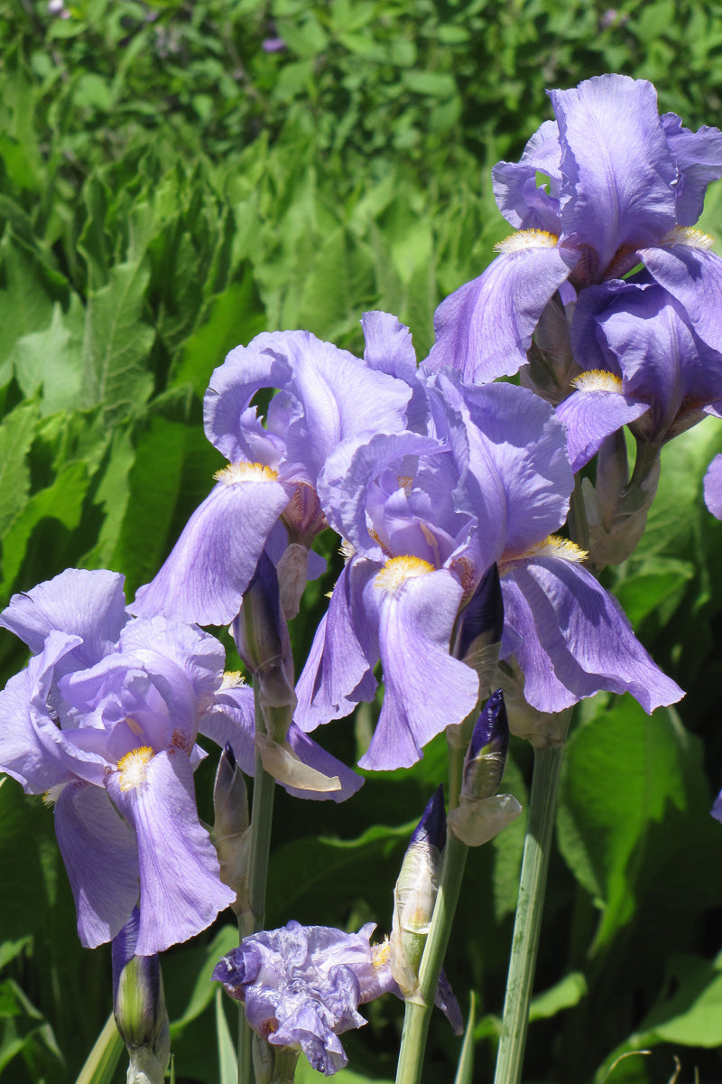 Iris, Sweet Flg Aureo Yel V