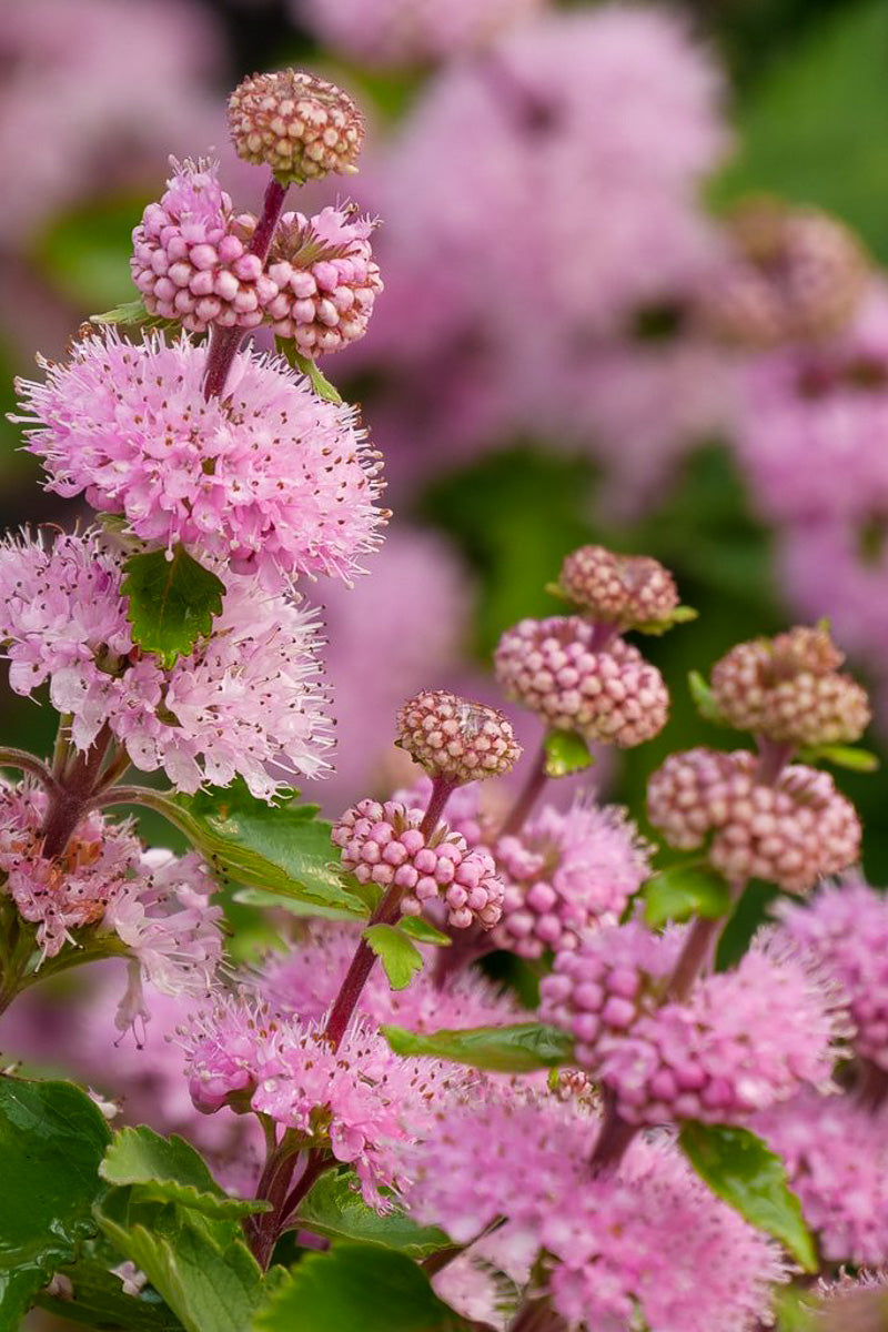 Caryopteris, Beyond Pinkd