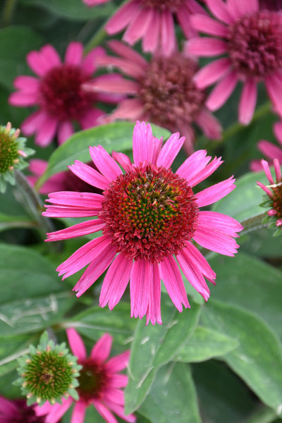 Coneflower, Delicious Candy