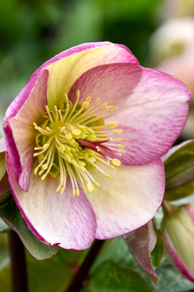 Lenten Rose, Glenda's Glass
