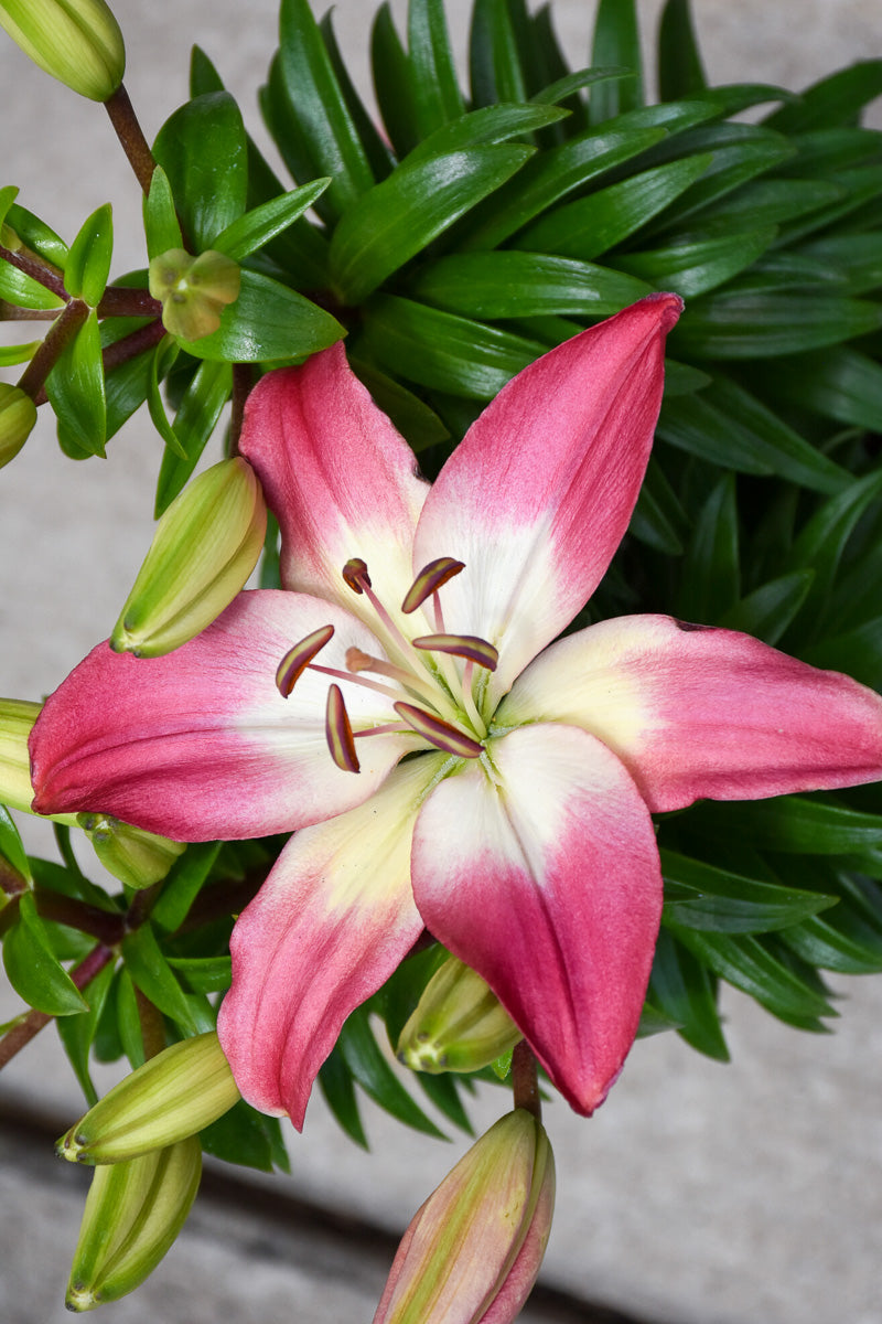 Lily, Asiatic- Tiny Diamond