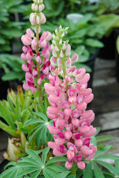 Lupine, Gallery Pink