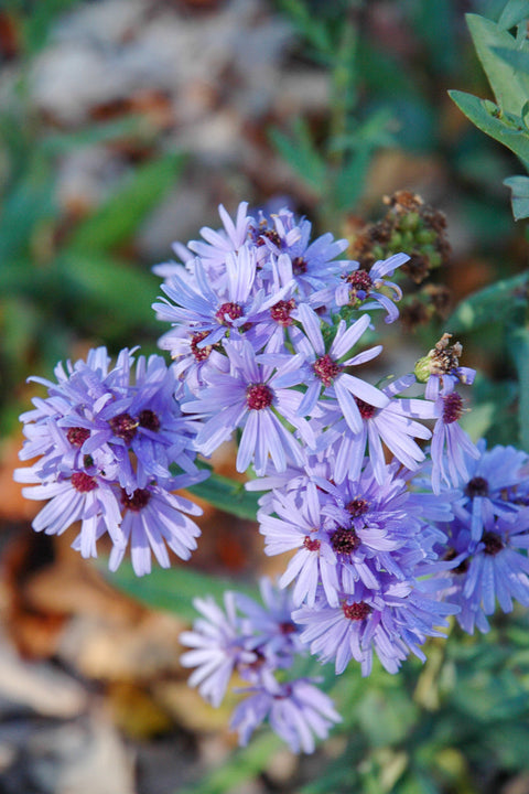 Aster, Smooth Blue