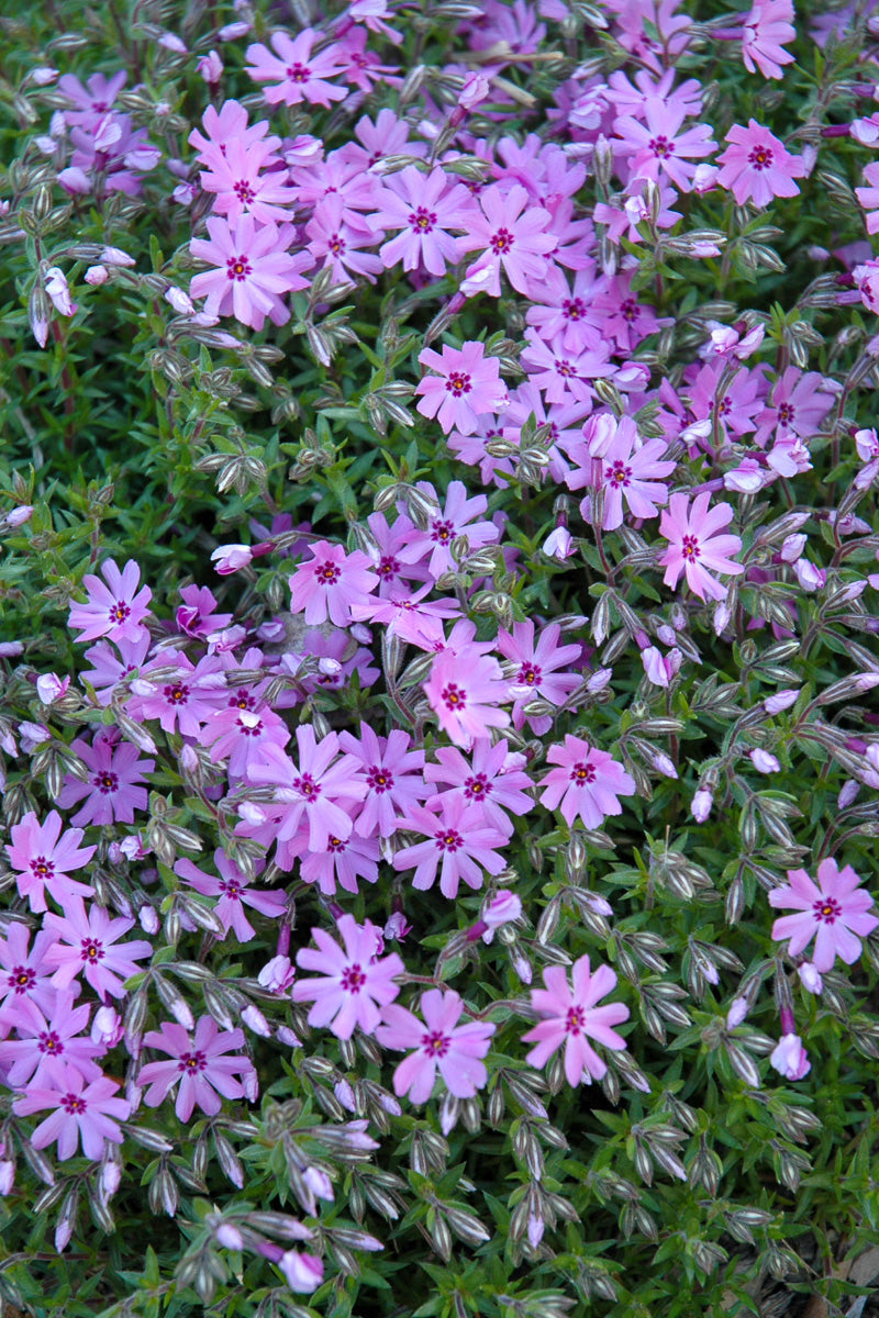 Phlox, Moss- Fort Hill