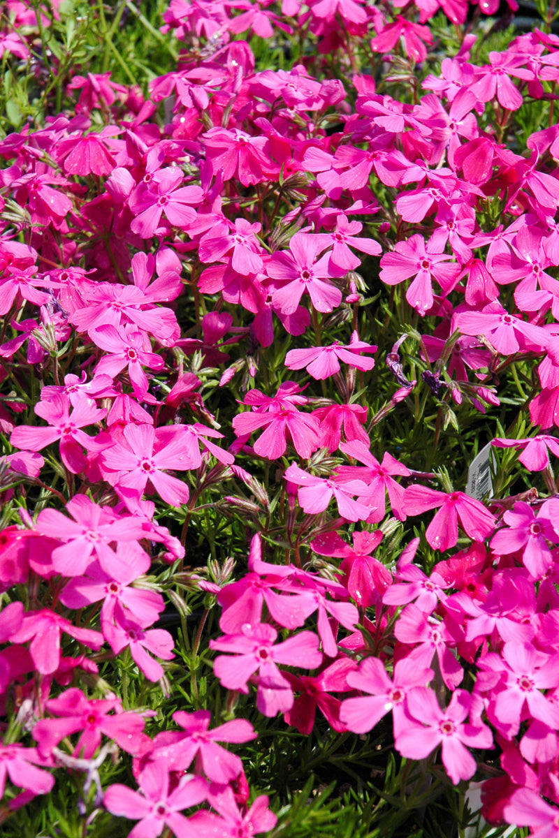 Phlox, Moss- Drummond Pink