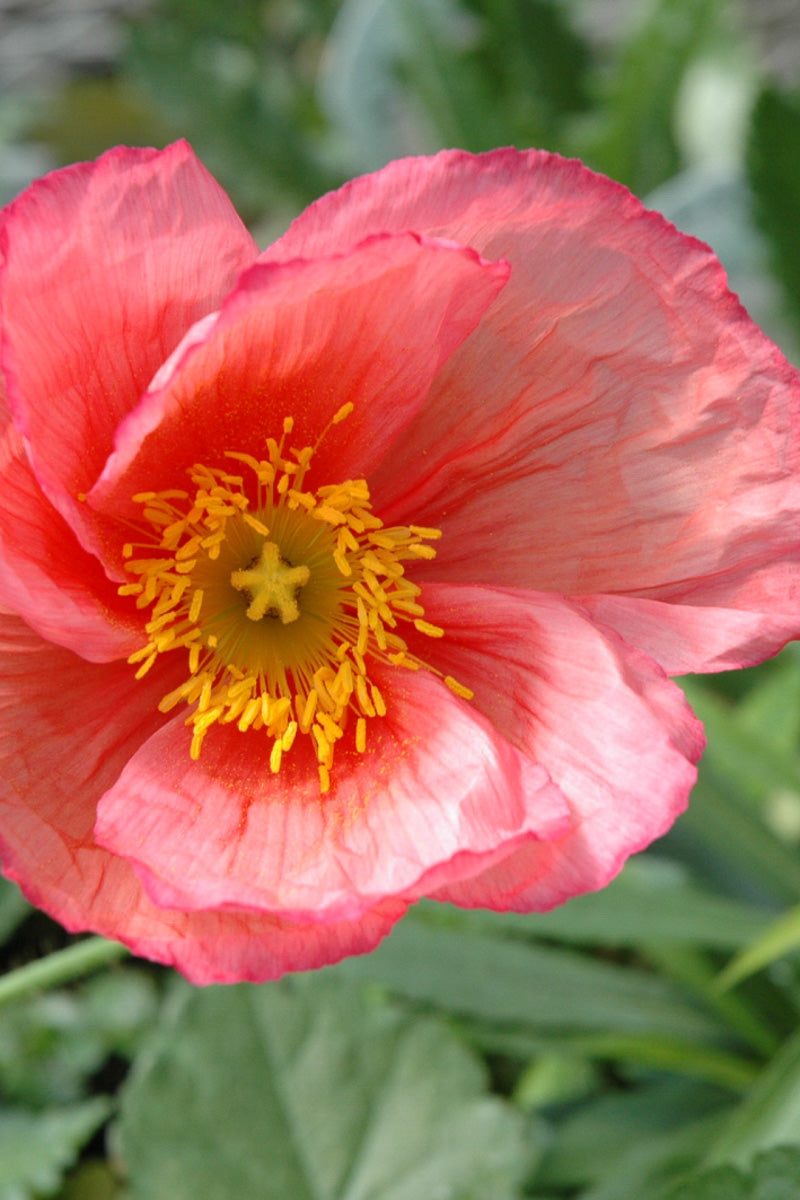 Poppy, Iceland Champagne Bubbl