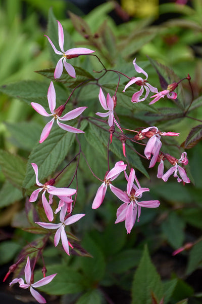 Bowman's Root, Pink Profusion