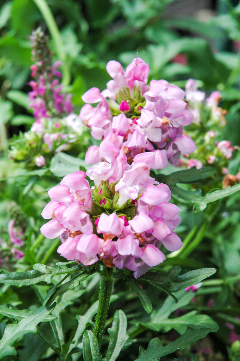 Self-Heal, Summer Daze