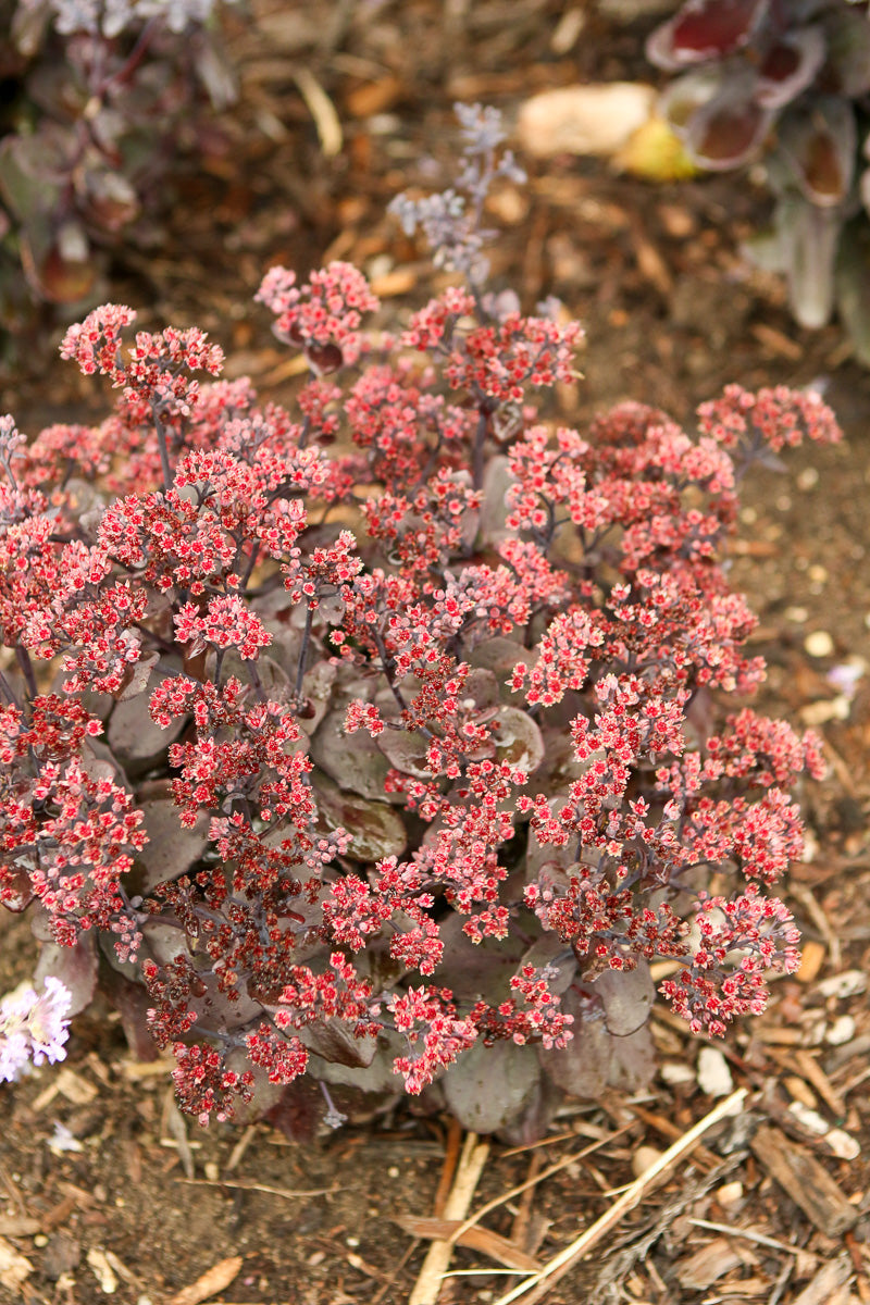 Sedum, Back In Black