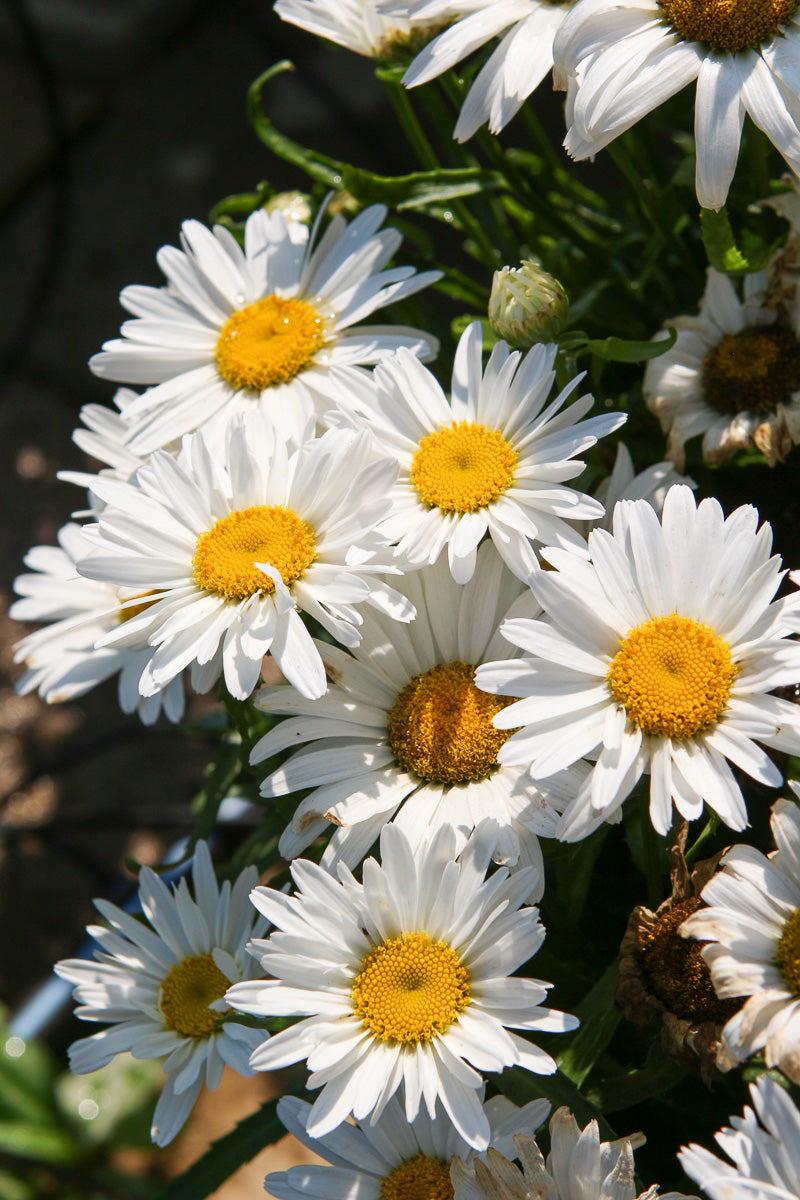 Shasta Daisy, White Lion