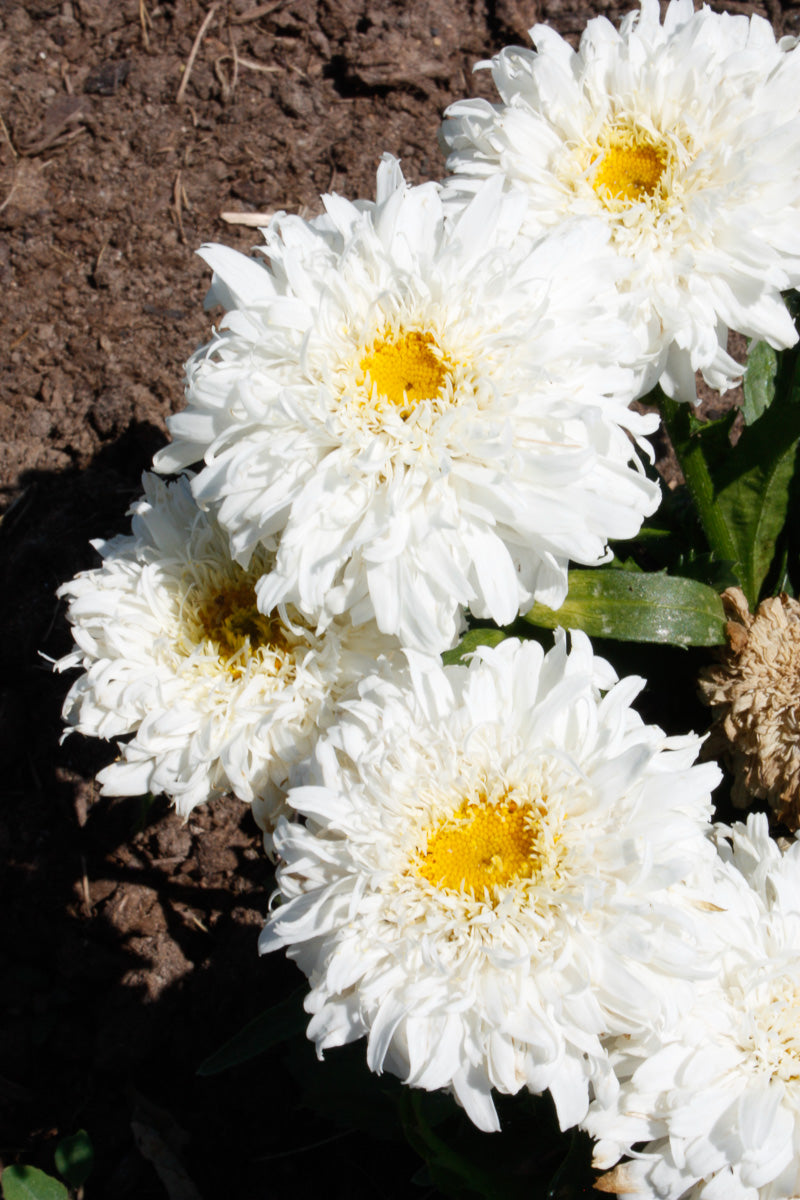 Shasta Daisy, Marshmallow