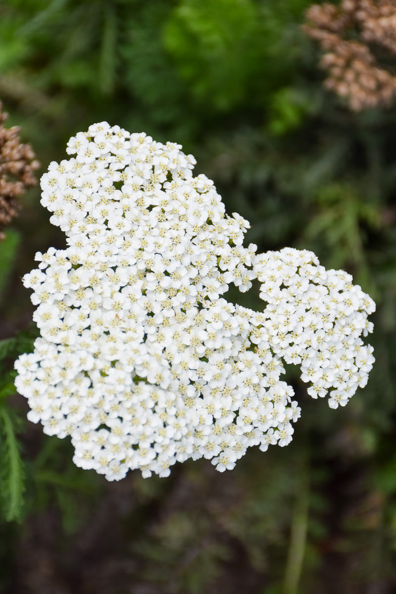 Yarrow, Firefly Diamond