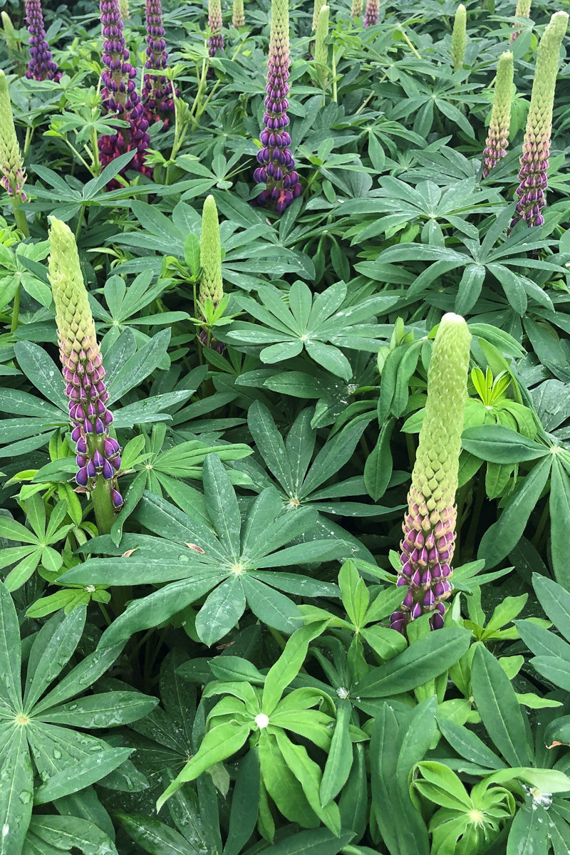 Lupine, West Masterpiece