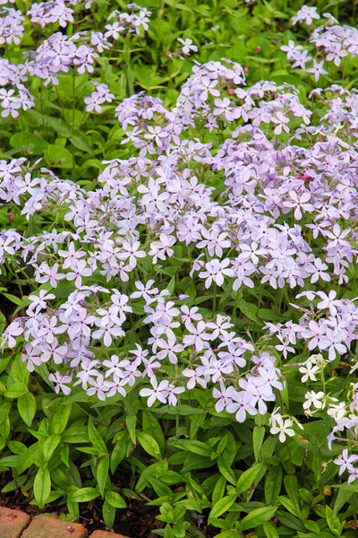 Phlox, Wood