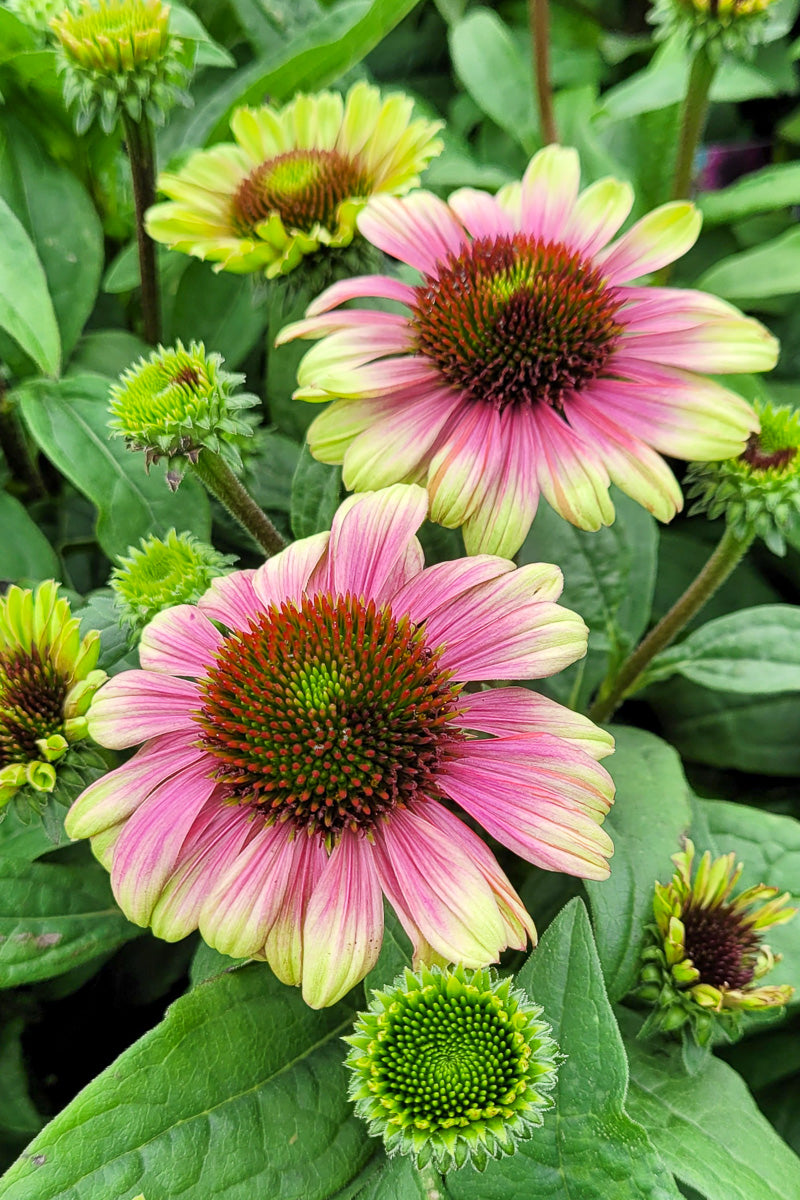 Coneflower, Sweet Sandia