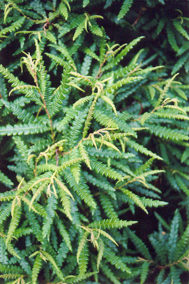 Sweet Fern,