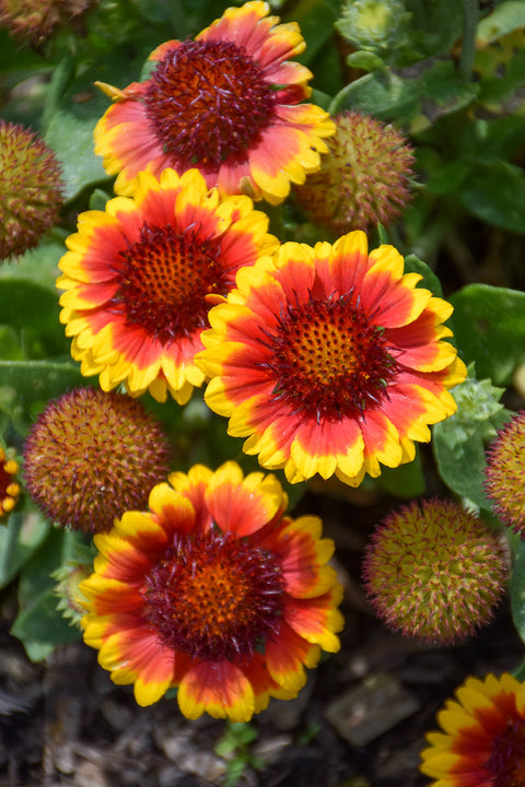 Blanket Flower, Yellow Red Ring