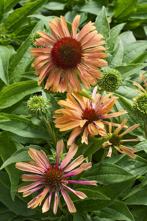 Coneflower, Fresco Apricot