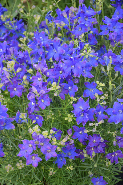 Delphinium, Diamonds Blue