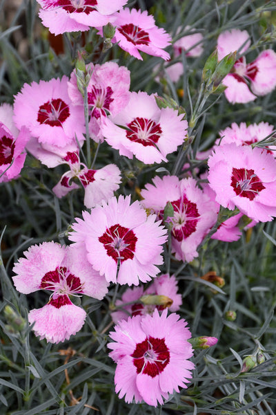 Dianthus, Angel Of Peace