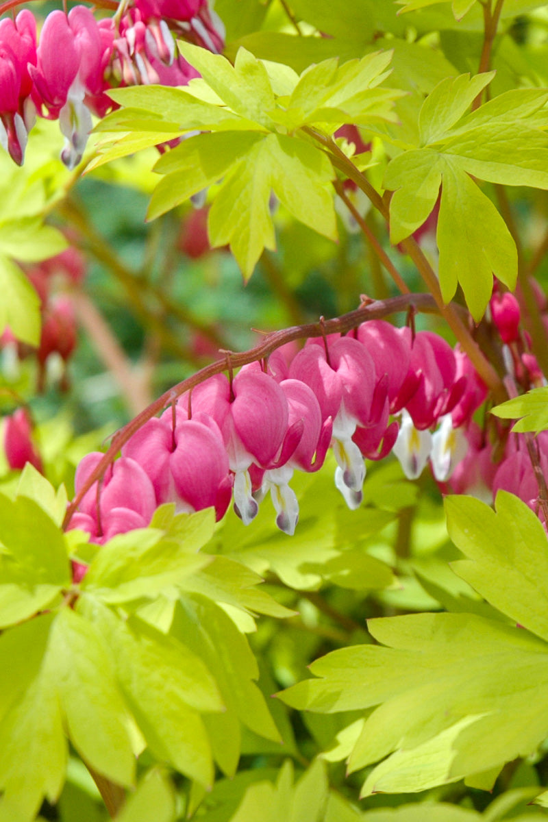 Bleeding-Heart, Gold Heart