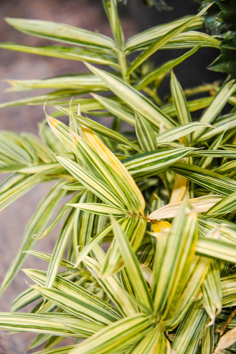 Bamboo, Whitestripe Dwf