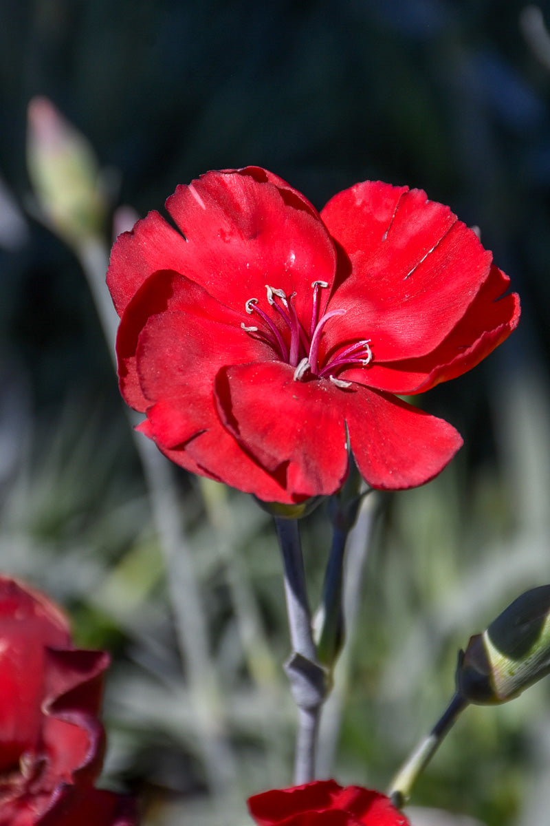 Dianthus, American Cherry Pie