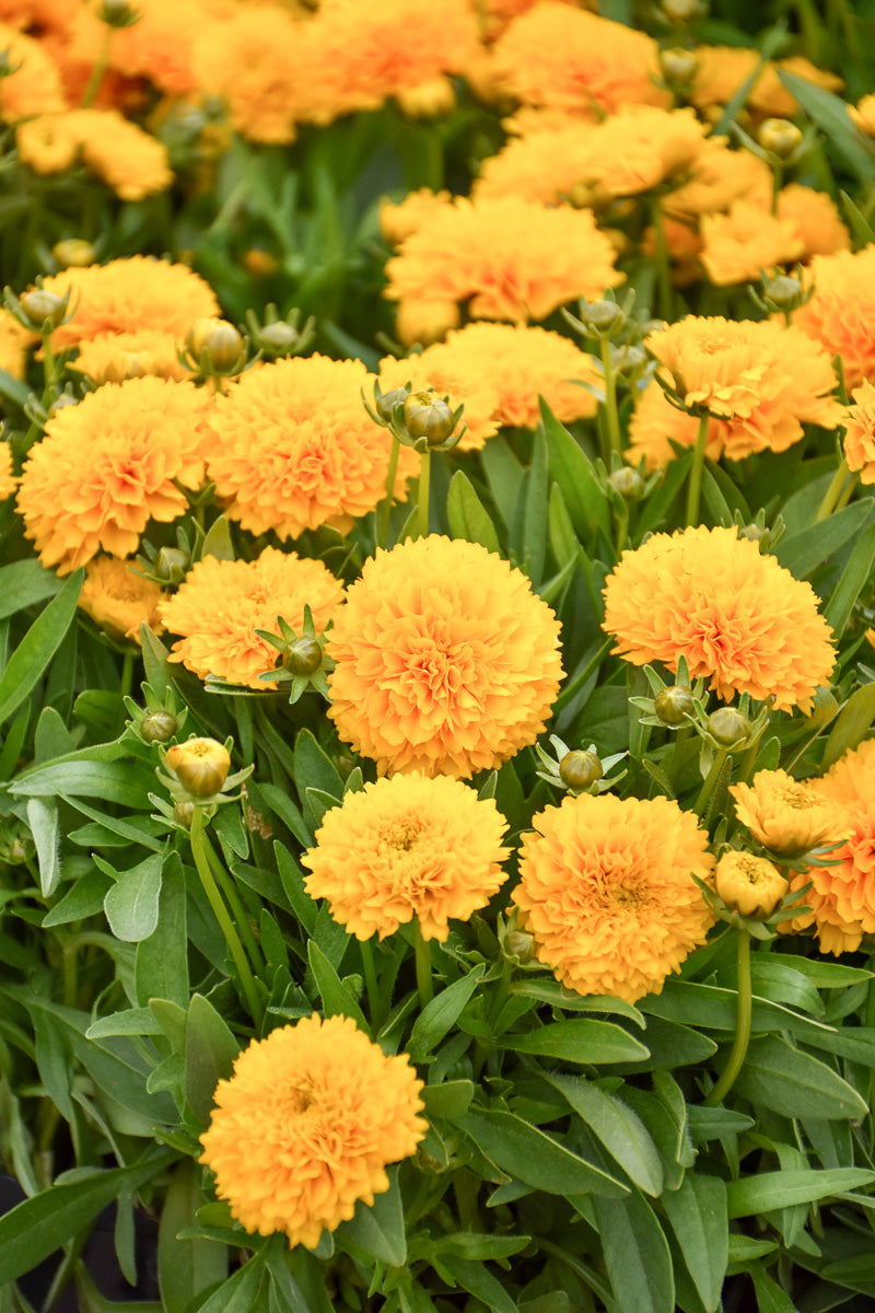 Coreopsis, Golden Sphere