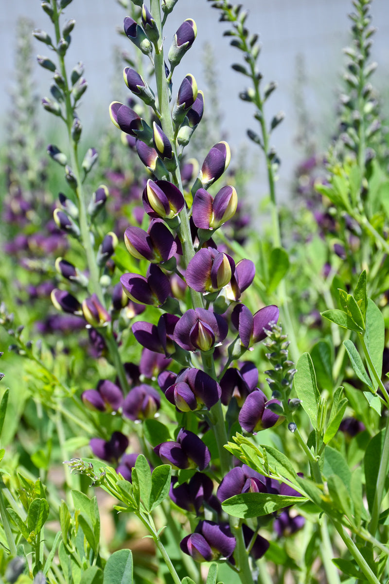 False Indigo, Grape Taffy