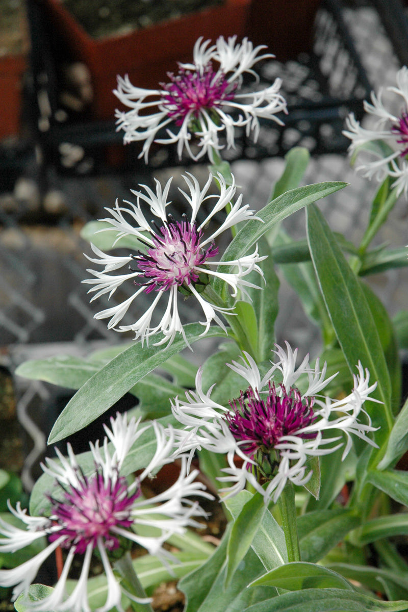 Mountain Bluet, Amyth Snow