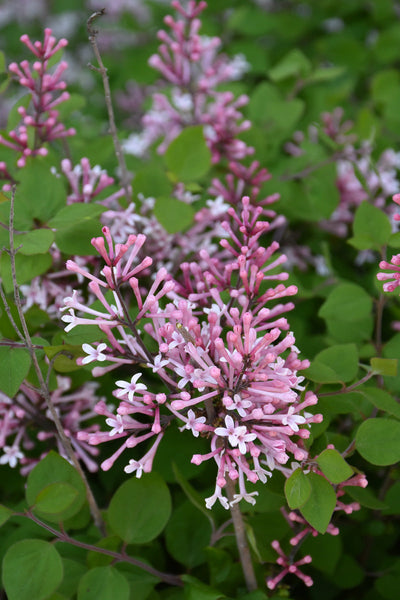 Lilac, Bloomerang Dwarf Pink