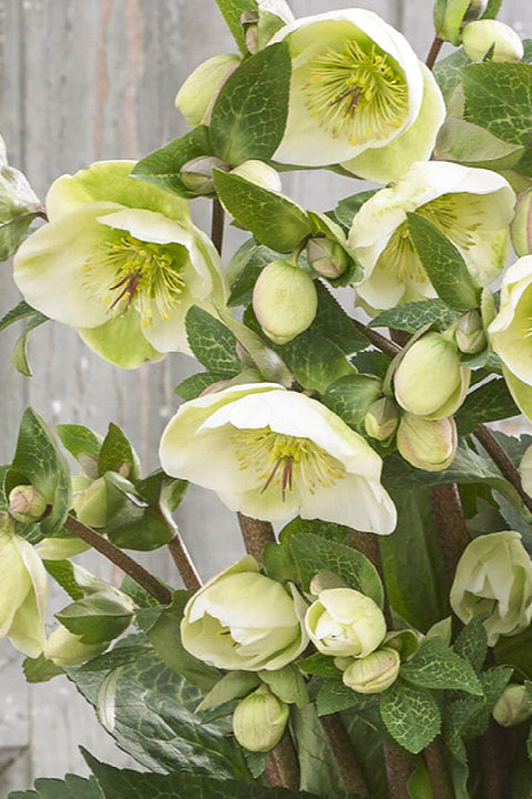 Lenten Rose, Moondance