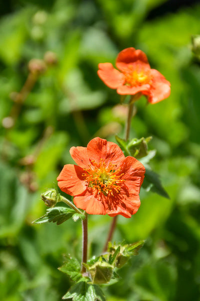 Geum, Cooky