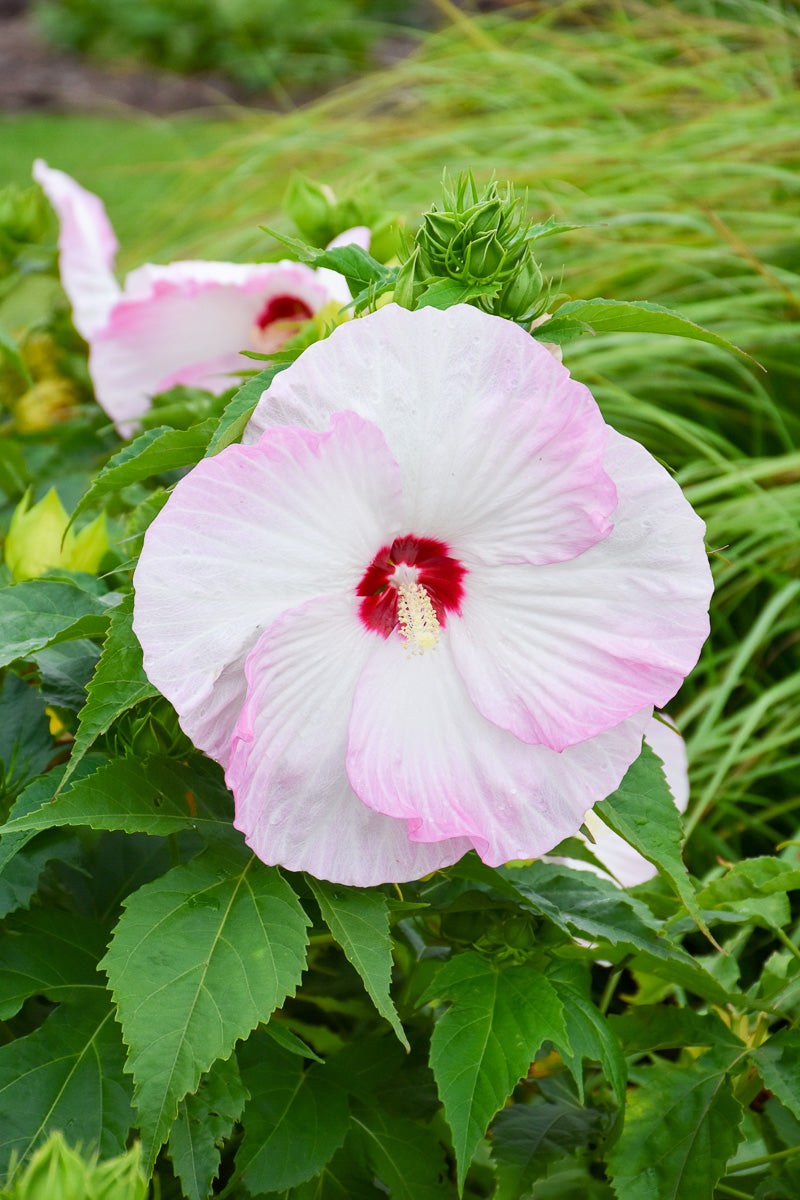 Hibiscus, Ballet Slippers