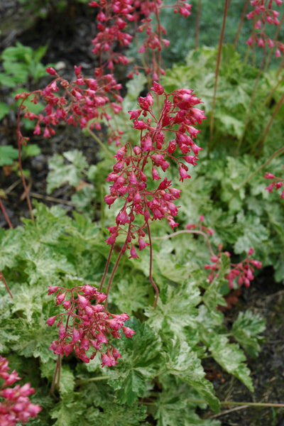 Coral Bells, Snow Angel