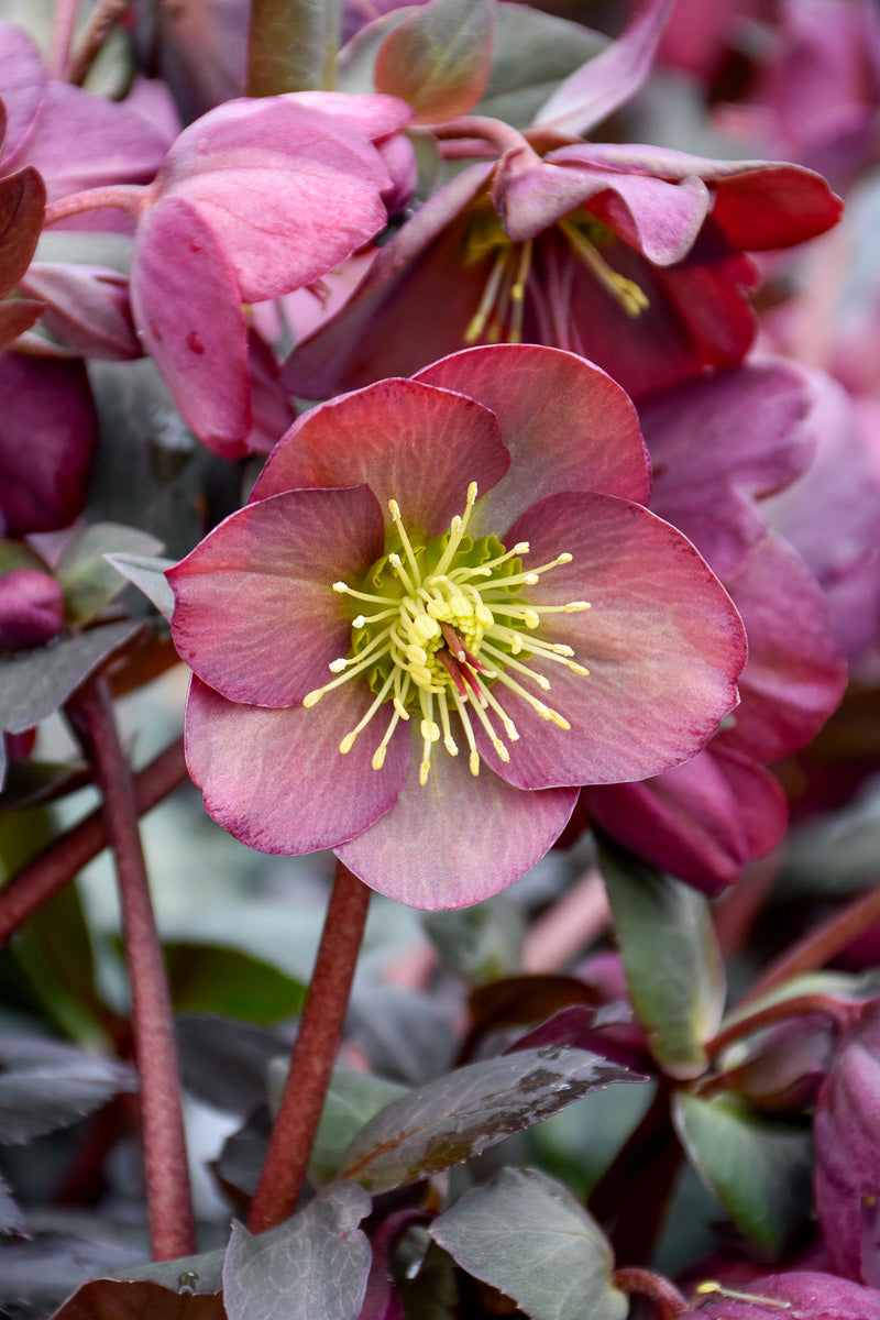 Hellebore, Dana's Dulcet