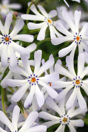 Phlox, Sand