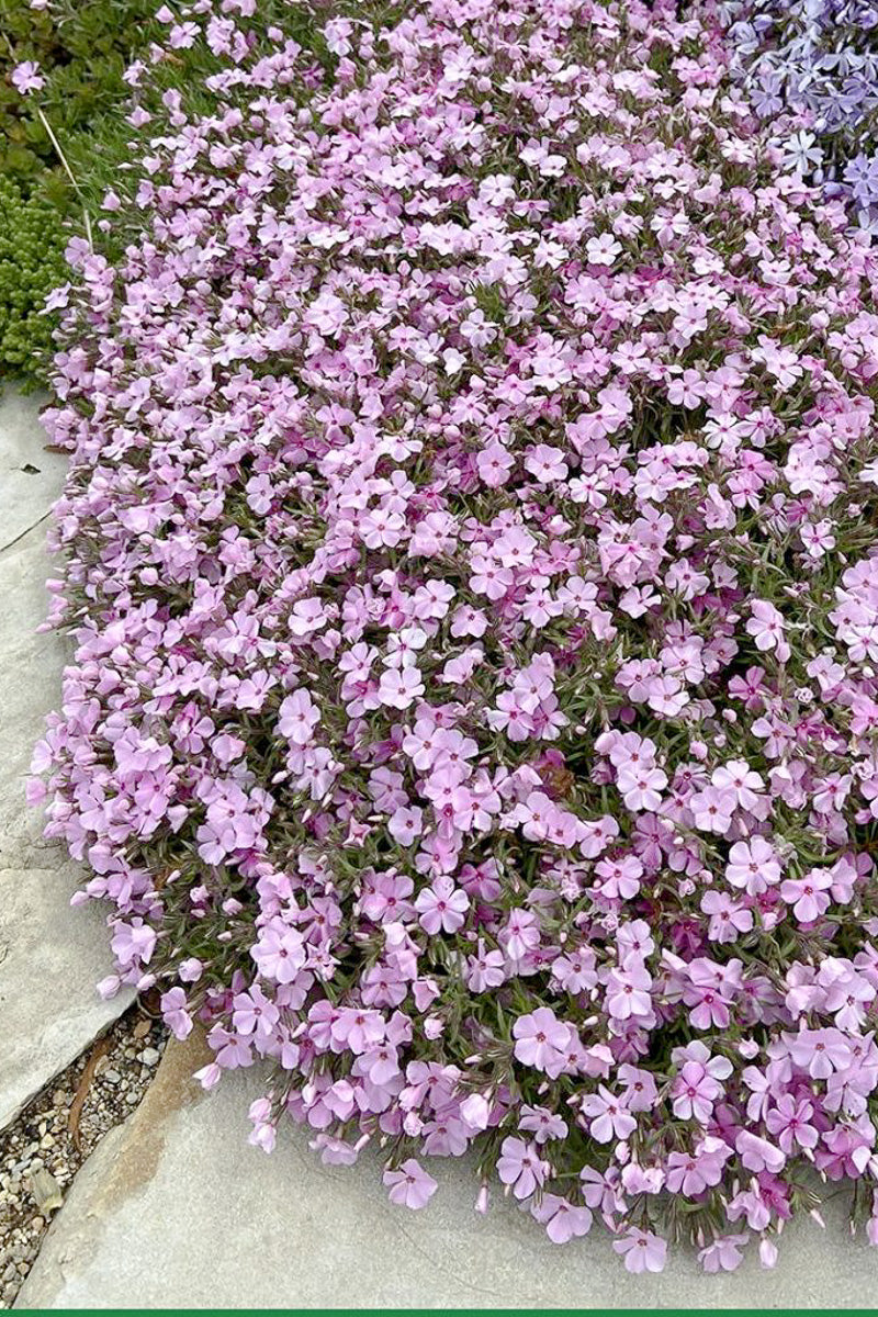 Phlox,  Strawberry & Cream