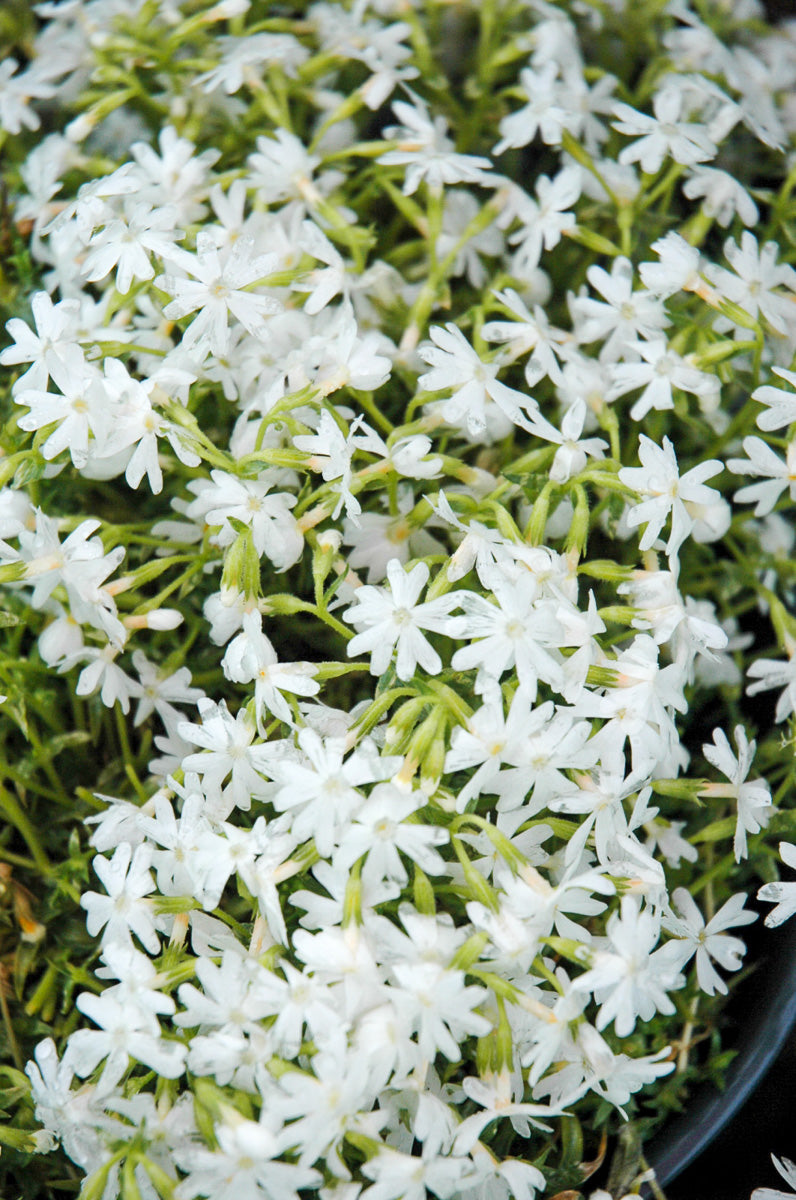 Phlox, Moss- Snowflake